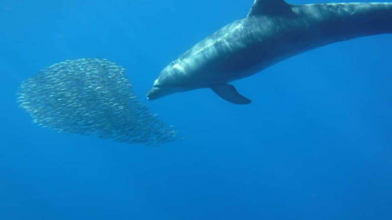 Los Cristianos: Kayak and Snorkel with Turtles and Photos - The underwater part: what snorkeling with a wetsuit actually feels like