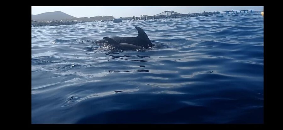 Los Cristianos: Kayak & Snorkel Tour with turtles and photos included - The route: from Playa de Los Cristianos toward Guaza and the fish farms