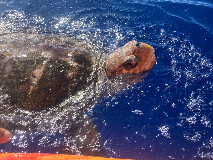 Los Cristianos: Kayak & Snorkel Tour with turtles and photos included - What’s included: life jackets, waterproof storage, water, fruit, and photos