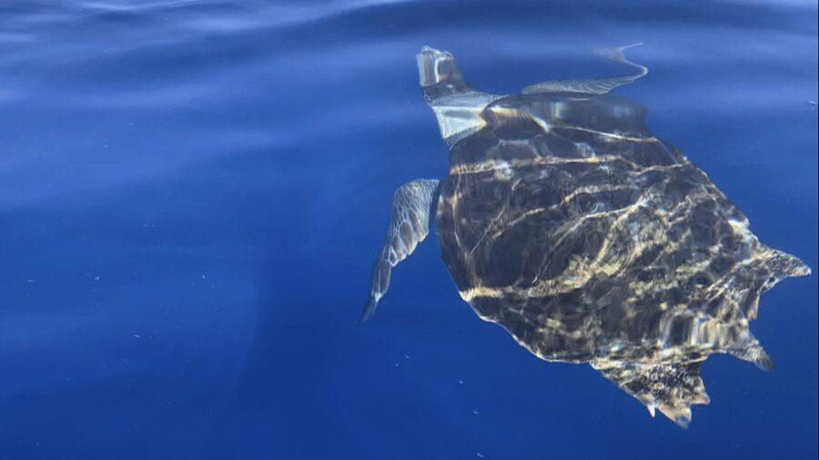 Los Cristianos: Kayak & Snorkel Tour with turtles and photos included - Price and value: why about $31 feels fair for a 2.5-hour plan