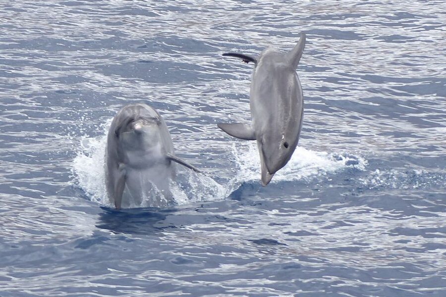 Los Cristianos Respectful No-Chase Whale and Dolphin Safari - Key things to know before you go