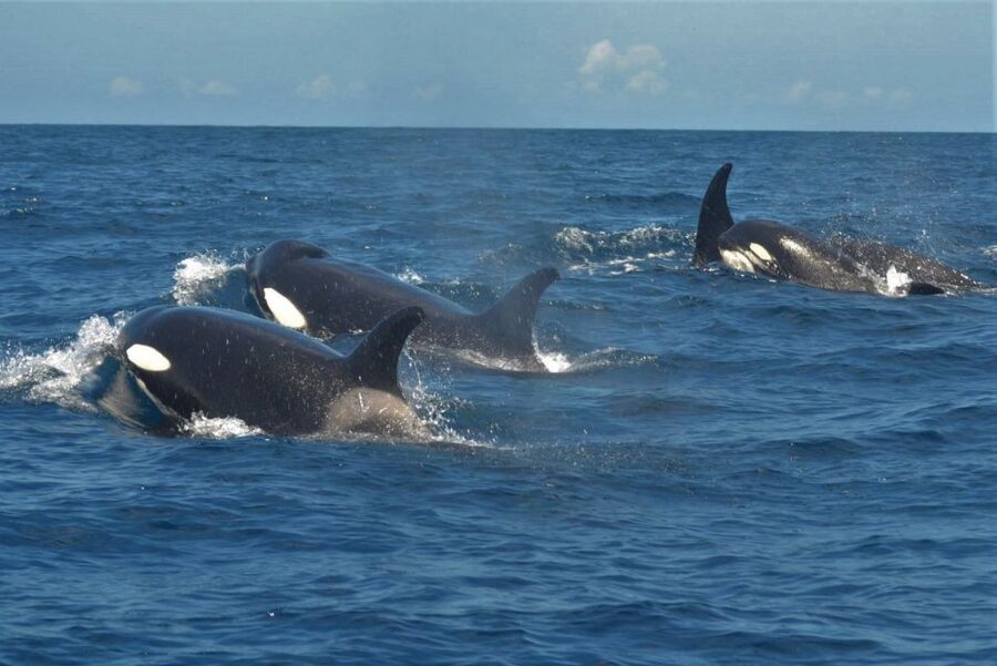 Los Cristianos Respectful No-Chase Whale and Dolphin Safari - Price, value, and the conservation donation connection