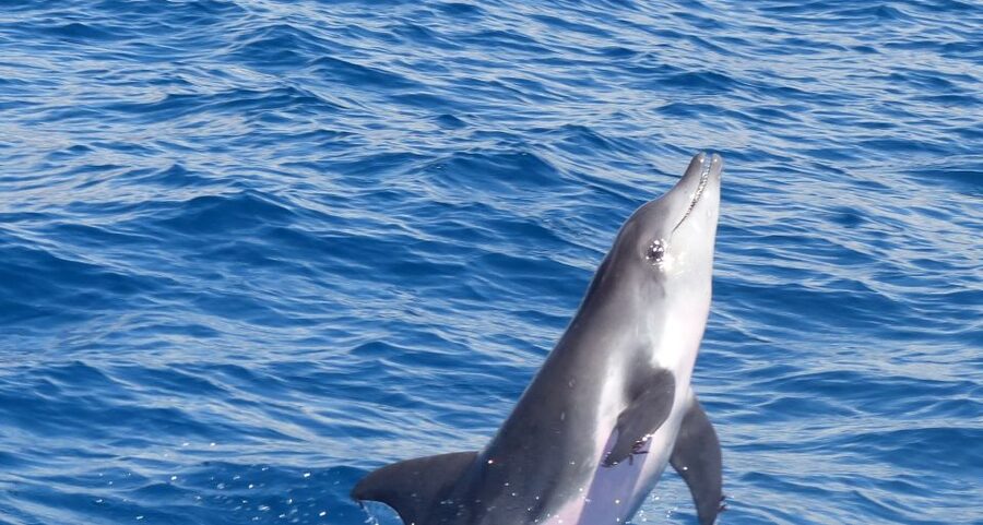 Los Cristianos Respectful No-Chase Whale and Dolphin Safari - Ethical no-chase whale watching in Los Cristianos (and what you feel onboard)