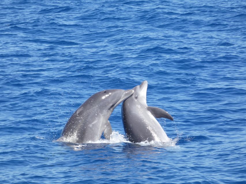 Los Cristianos Respectful No-Chase Whale and Dolphin Safari - Two hours of wildlife time: how the cruise actually unfolds