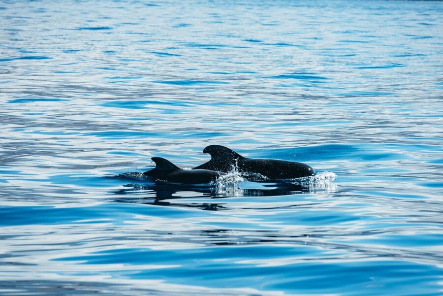 Los Cristianos Respectful No-Chase Whale and Dolphin Safari - What you might see: dolphins up close, whales on the wildlife timeline