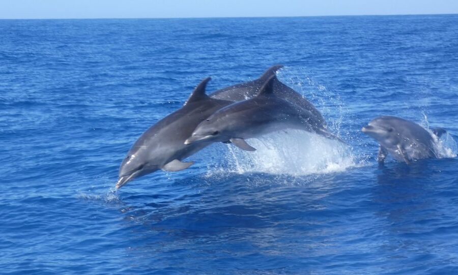 Los Cristianos Respectful No-Chase Whale and Dolphin Safari - Listening to the guides: ecosystems, species behavior, and respect