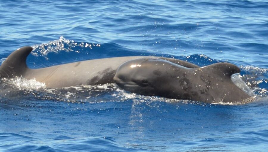 Los Cristianos Respectful No-Chase Whale and Dolphin Safari - No swimming, and why that is a good sign for animal welfare