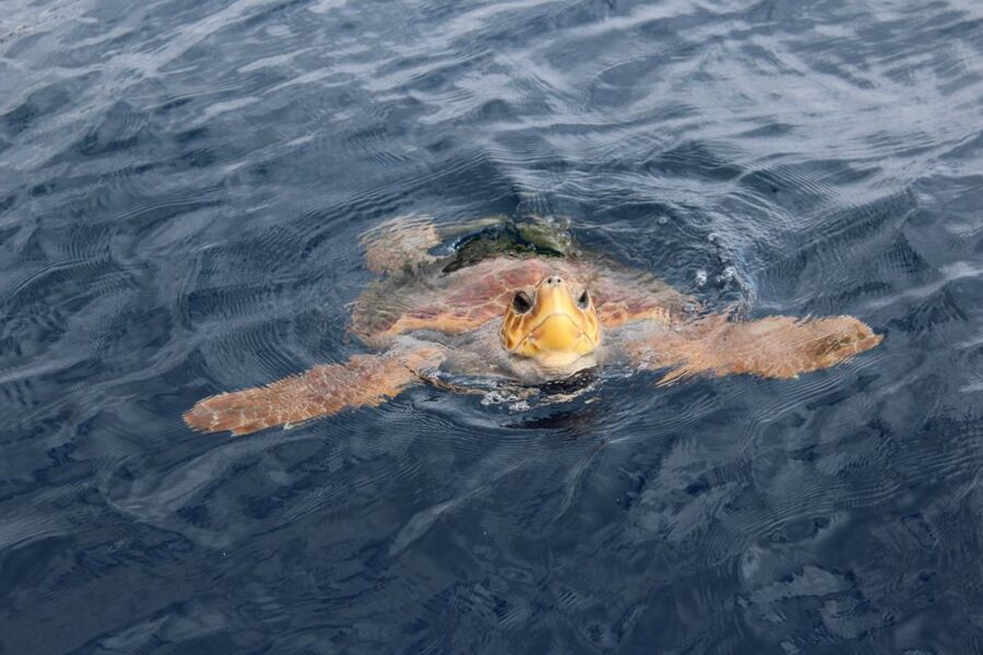 Los Cristianos Respectful No-Chase Whale and Dolphin Safari - Choppy sea reality: motion, sea sickness, and what to pack