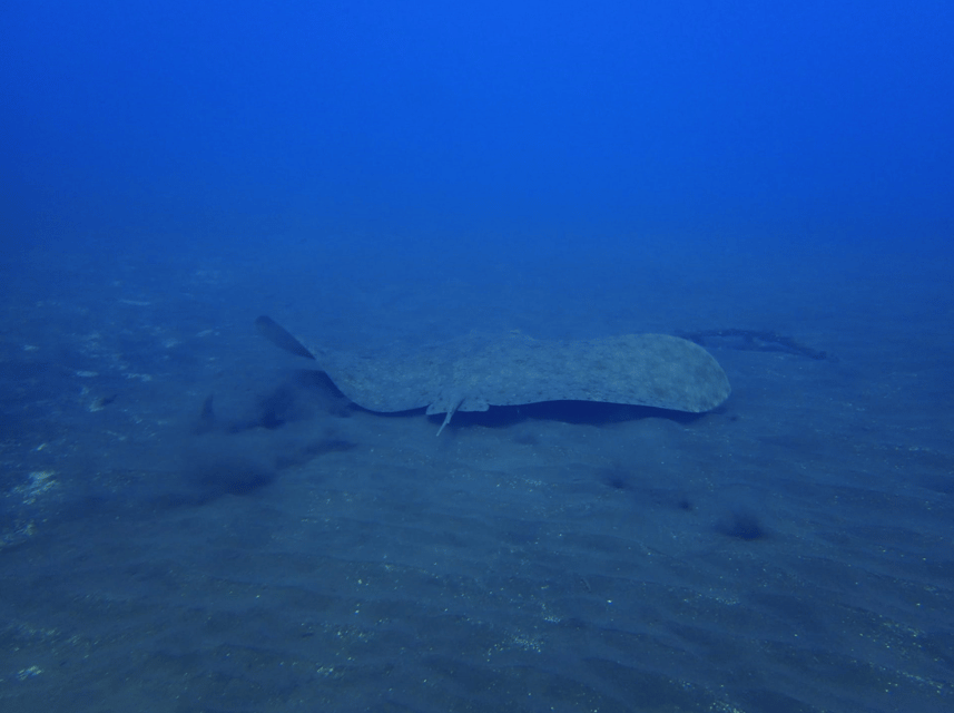 Los Cristianos: Try Dive for beginners - Learning underwater communication and breathing, with Martin-style patience