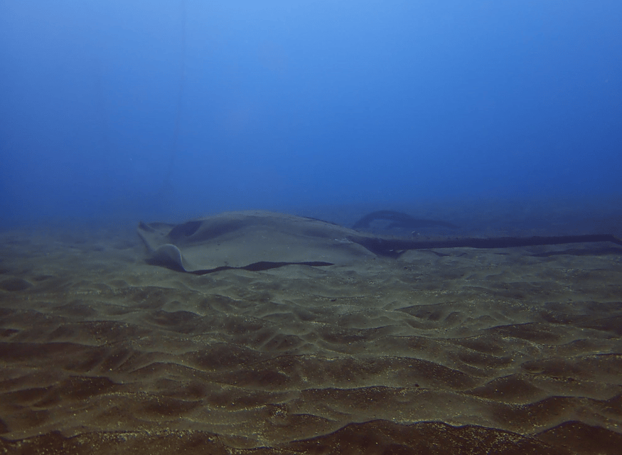 Los Cristianos: Try Dive for beginners - SSI certification, insurance, and equipment: where the value actually comes from