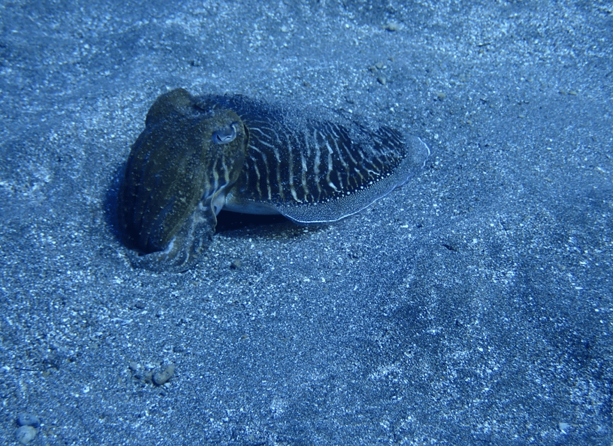 Los Cristianos: Try Dive for beginners - Ocean Dreams Tenerife meeting point and a small-group reality check