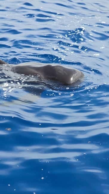 Los Cristianos: Viking Cruise Whales & Dolphins Watching - Entering Viking Mode at Puerto de Los Cristianos