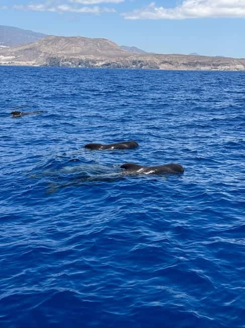 Los Cristianos: Viking Cruise Whales & Dolphins Watching - Getting Back to Shore: Wrap-Up Views in the Fresh Air