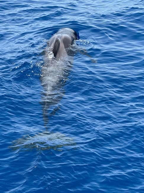 Los Cristianos: Viking Cruise Whales & Dolphins Watching - Finding Your Spot on Ragnarok (and Why Space Matters)