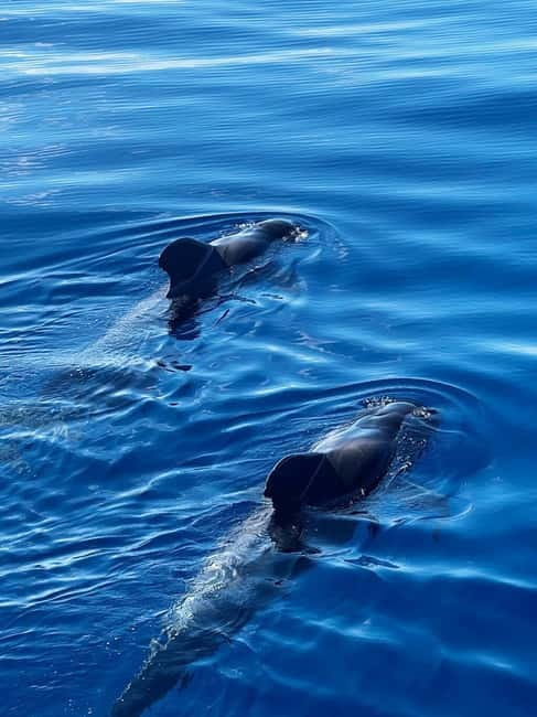 Los Cristianos: Whale Watching Cruise w/Swim Stop & Drinks - Getting on board: the Ragnarok boarding gate and timing