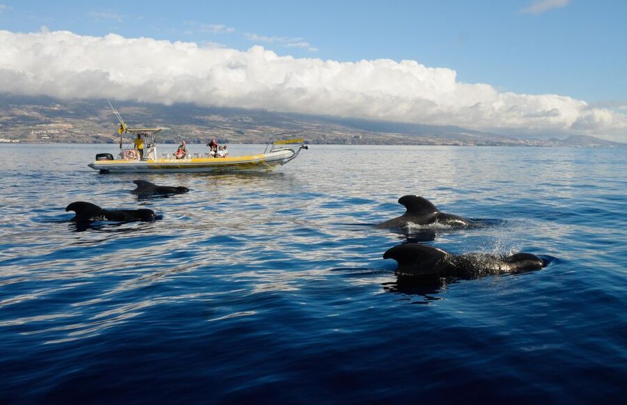 Los Gigantes: Dolphin and Whale Watching Cruise by Speedboat - Key Things to Know Before You Go