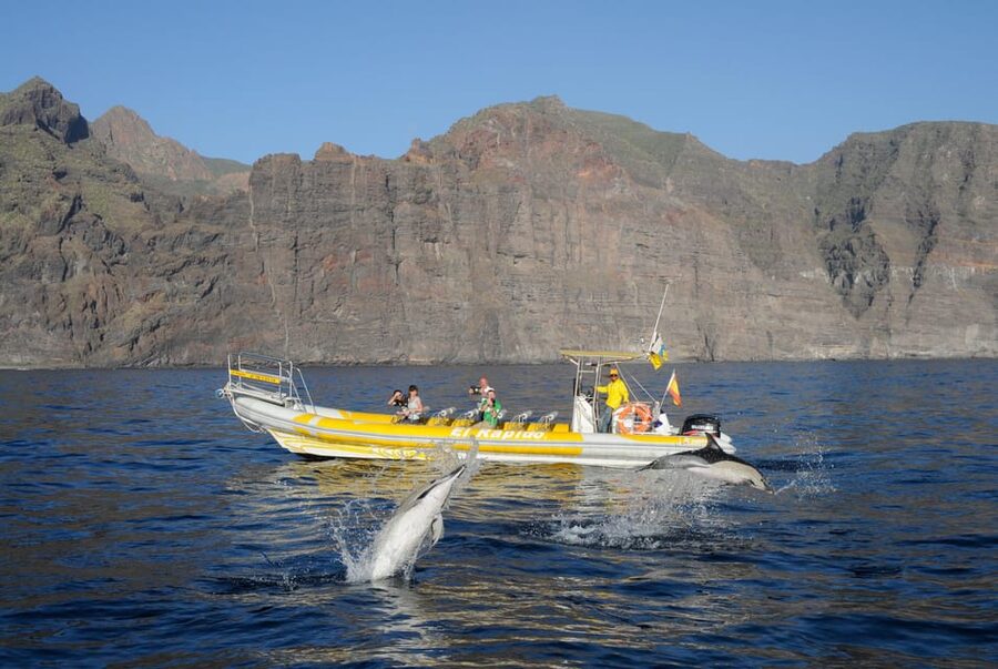 Los Gigantes: Dolphin and Whale Watching Cruise by Speedboat - Why This Los Gigantes Speedboat Feels Like Real Whale Country
