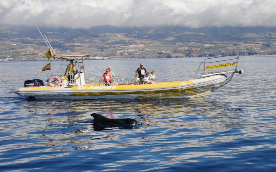 Los Gigantes: Dolphin and Whale Watching Cruise by Speedboat - The 2-Hour Timeline, From Los Gigantes Port to Swim Stop