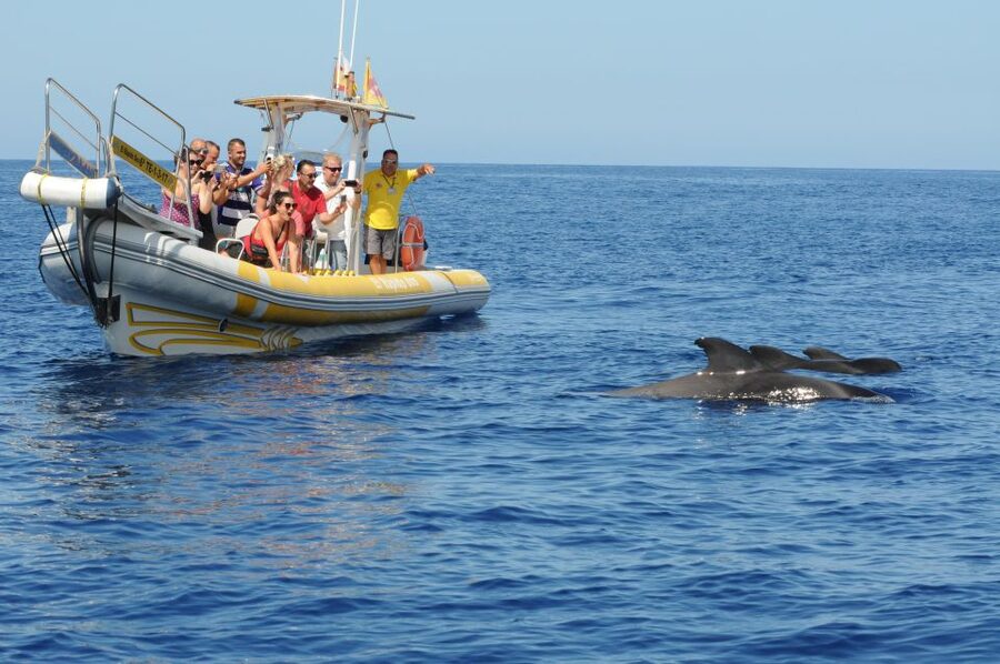 Los Gigantes: Dolphin and Whale Watching Cruise by Speedboat - Cruising Past Masca and Los Gigantes Cliffs Up Close