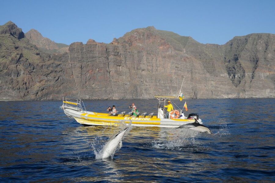 Los Gigantes: Dolphin and Whale Watching Cruise by Speedboat - What You Might See: Dolphins, Pilot Whales, Turtles, and More