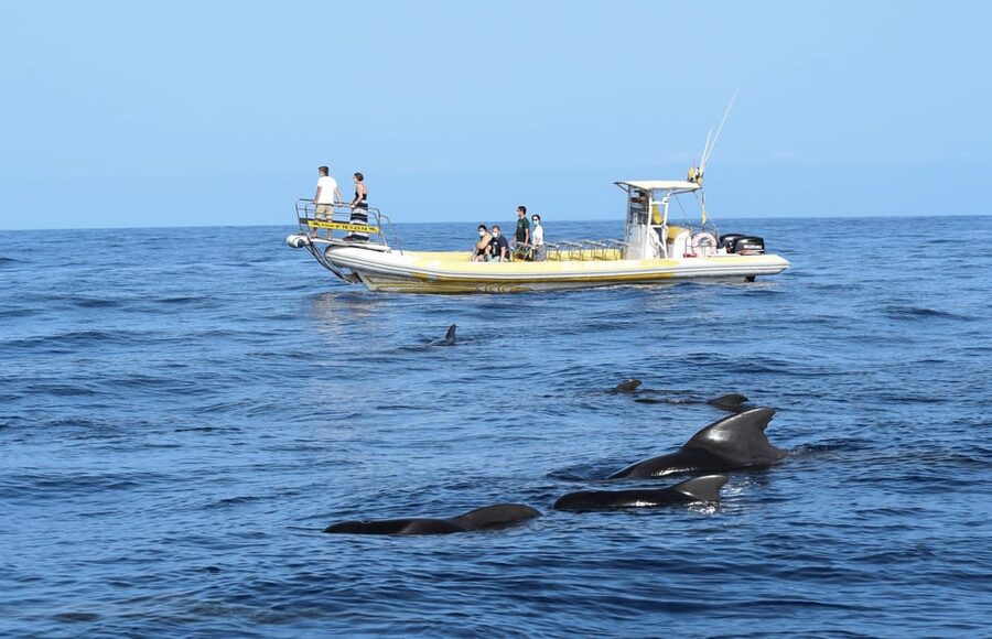 Los Gigantes: Dolphin and Whale Watching Cruise by Speedboat - Teno-Rasca Whale Sanctuary: Where the Skipper Looks