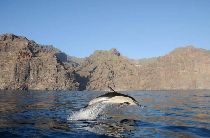 Los Gigantes: Dolphin and Whale Watching Tour with Drinks - Key Points Before You Go
