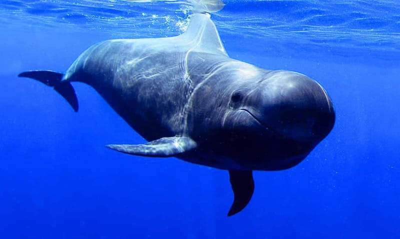 Los Gigantes: Dolphin and Whale Watching Tour with Drinks - From Los Gigantes Harbor to the Open Atlantic
