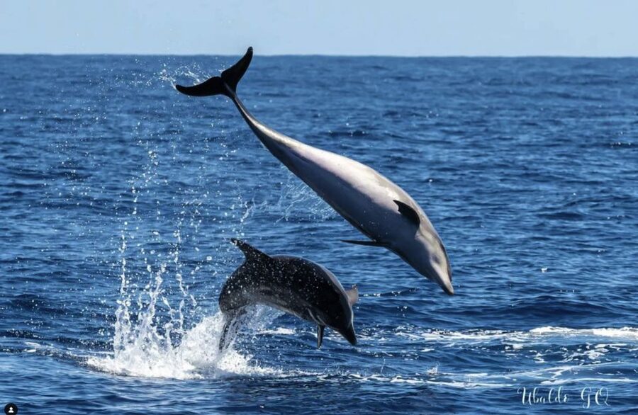 Los Gigantes: Dolphin and Whale Watching Tour with Drinks - Price and Value: Is About $38 Worth It?