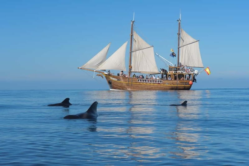 Los Gigantes: Dolphin and Whale Watching Tour with Drinks - Wildlife Search: Dolphins and Whales, With Real Expectations
