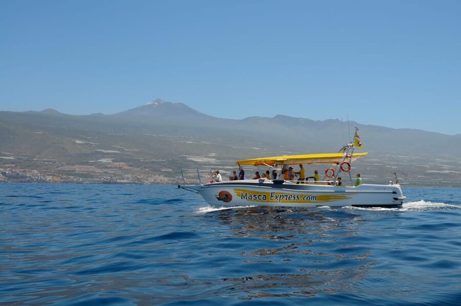 Los Gigantes: Dolphin & Whale Watching Cruise with Swim Stop - Key highlights at a glance