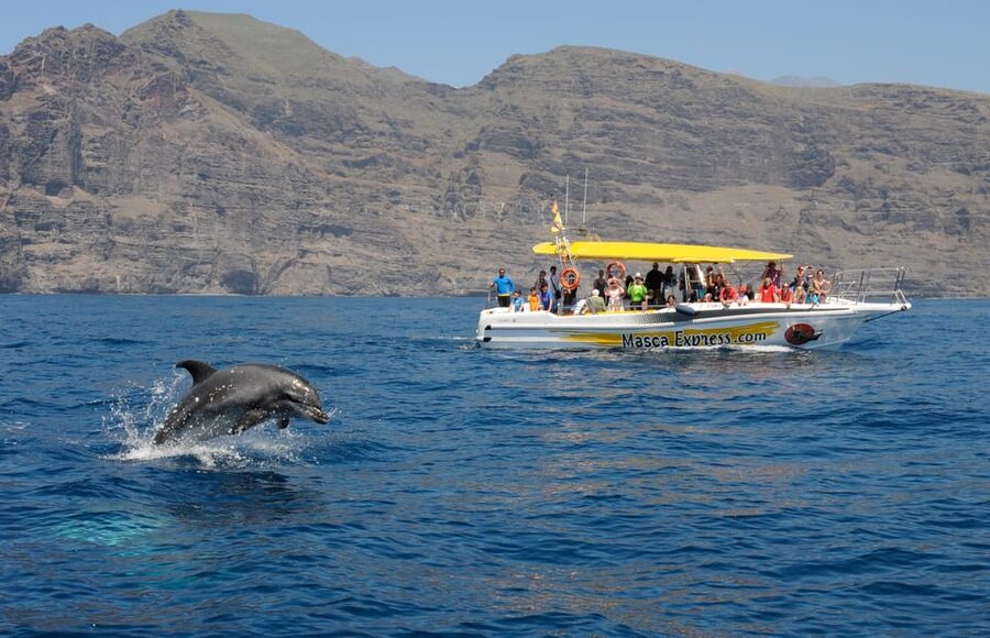 Los Gigantes: Dolphin & Whale Watching Cruise with Swim Stop - Wildlife spotting: how the cruise works once you leave port