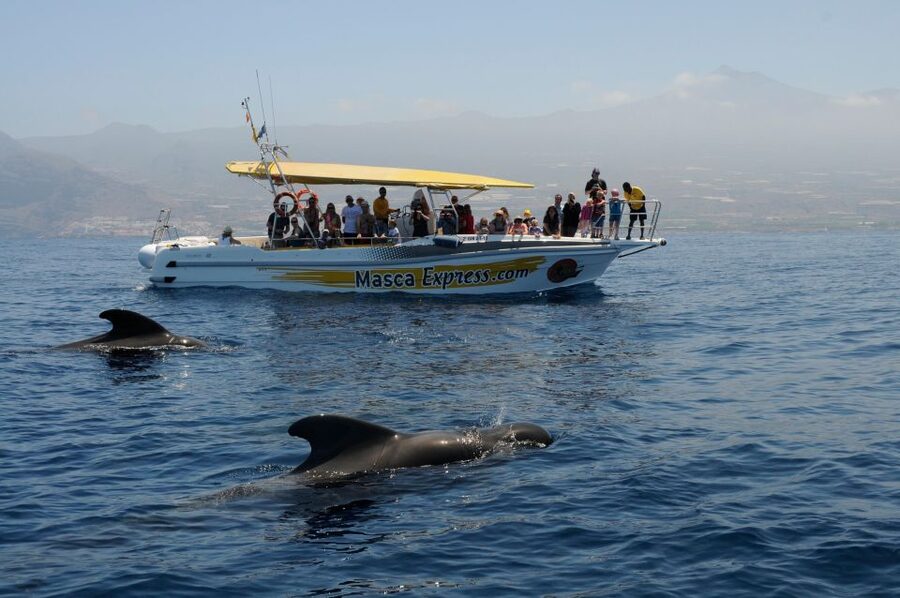 Los Gigantes: Dolphin & Whale Watching Cruise with Swim Stop - Who should book this cruise (and who might not)