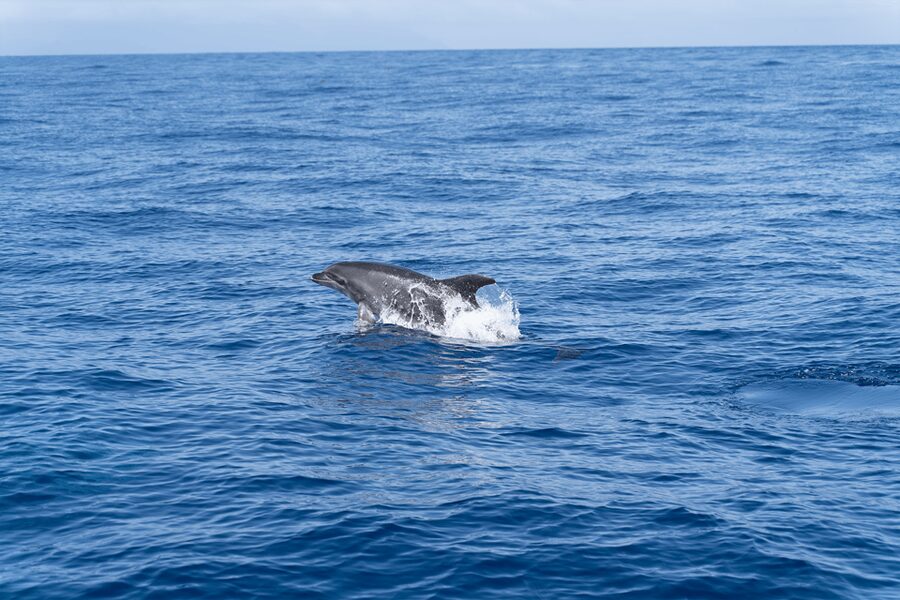 Los Gigantes: Sailing Excursion with Swimming, Drink & Tapas - Dolphins and pilot whales: what wildlife searching is like here