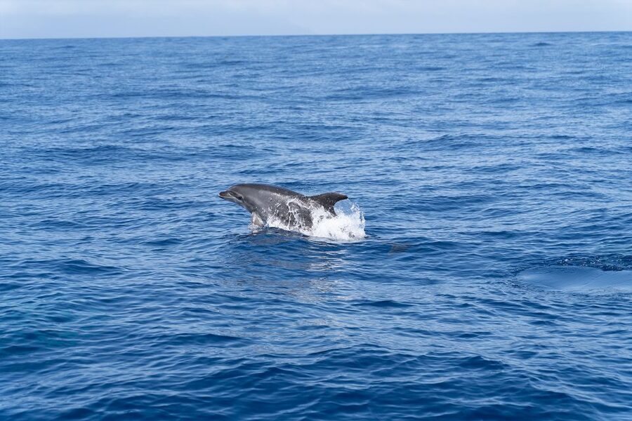 Los Gigantes: Sailing Excursion with Swimming, Drink & Tapas - Snorkeling near the cliffs and a deep-sea session: what to bring and what you might spot