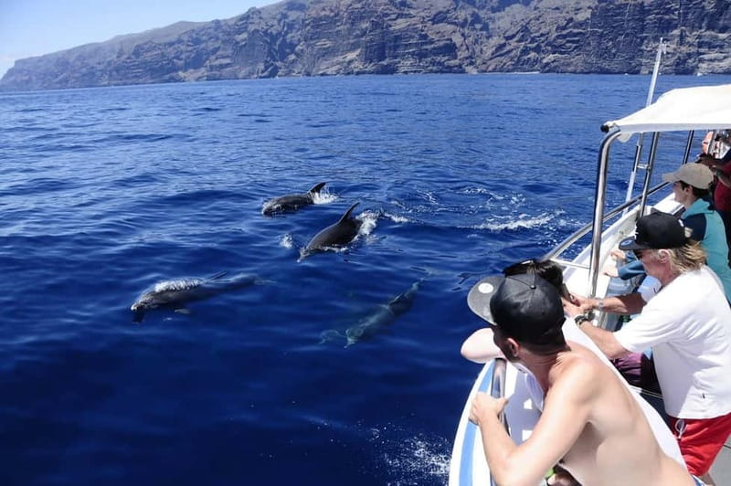 Los Gigantes: Whale or dolphin watching and swimming tour in Masca - The Los Gigantes to Masca Bay setup: why it works
