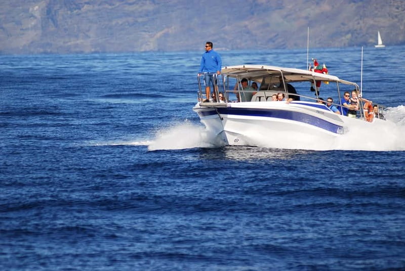 Los Gigantes: Whale or dolphin watching and swimming tour in Masca - Stop by the cliffs: whale and dolphin watching in the best viewing zone