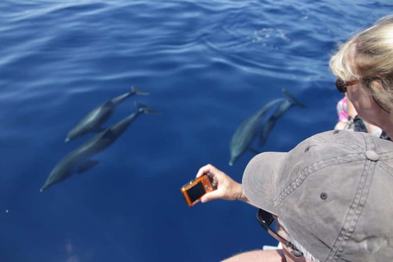 Los Gigantes: Whale or dolphin watching and swimming tour in Masca - The 2-hour timing: what each chunk is really for