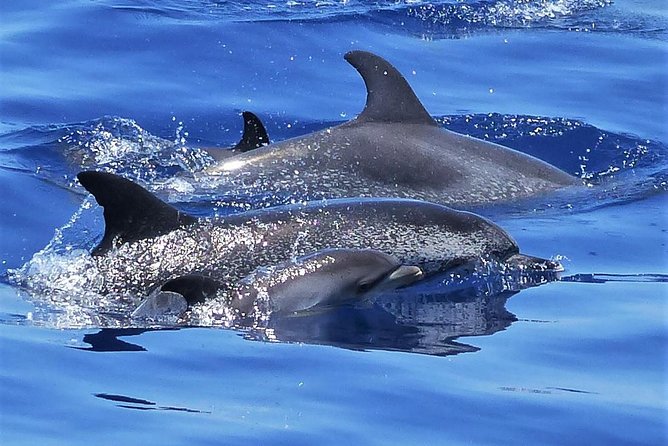 Los Gigantes Whale Watching Charter by Sail Boat - Key things I’d clock before you go