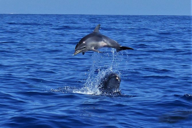 Los Gigantes Whale Watching Charter by Sail Boat - Timing and meeting point: how to avoid the most common day-trip mistake
