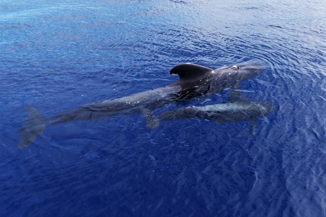 Los Gigantes Whale Watching Charter by Sail Boat - What you should pack (and what you’ll wish you had)