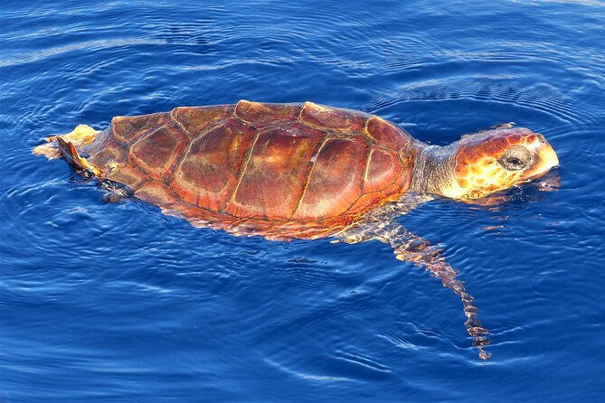 Los Gigantes Whale Watching Charter by Sail Boat - Los Gigantes cliffs: the first “wow” moment is built into the sailing