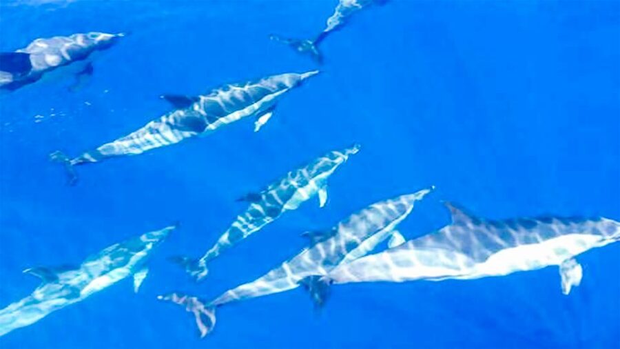 Los Gigantes: Whales and Dolphin Watching Cruise with Lunch - Key Things You’ll Remember