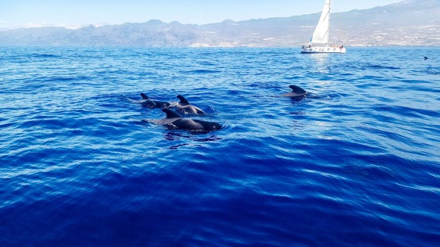 Los Gigantes: Whales and Dolphin Watching Cruise with Lunch - Getting On Board at MPC Yacht Charter, Los Gigantes