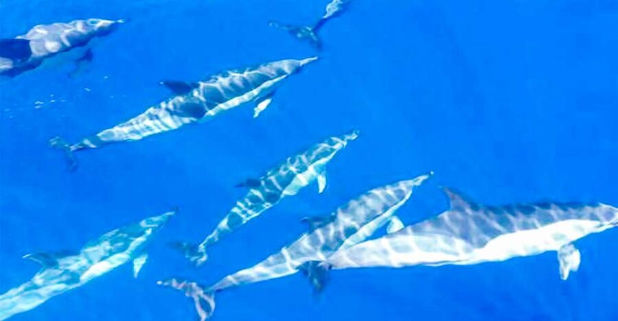 Los Gigantes: Whales and Dolphin Watching Cruise with Lunch - The Coast Views That You Don’t Want to Miss