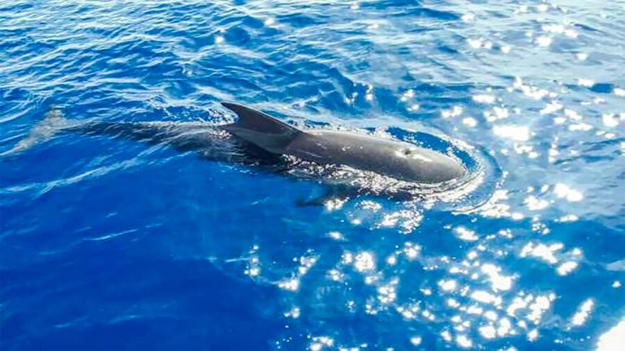 Los Gigantes: Whales and Dolphin Watching Cruise with Lunch - Cliffs of the Giants: The 30-Minute Swim and Snorkel Stop