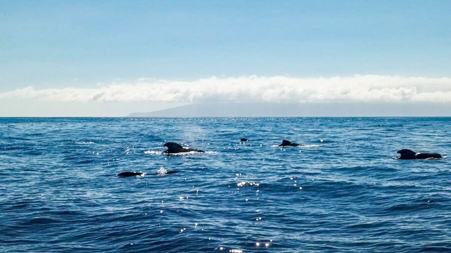 Los Gigantes: Whales and Dolphin Watching Cruise with Lunch - Practical Tips That Make the Difference