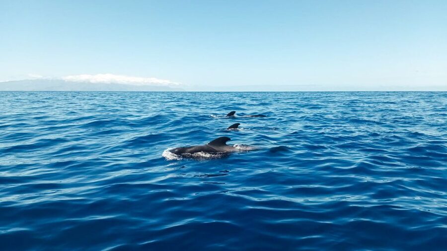 Los Gigantes: Whales and Dolphin Watching Cruise with Lunch - The Wildlife Search: Pilot Whales, Dolphins, and Other Sea Life