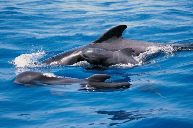 Luxury 3 Hour Yacht Private Charter - Why this short private charter hits the sweet spot in Tenerife