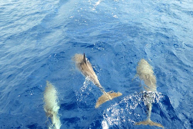 Luxury Opera 60 Whale & Dolphin Watching Experience - Value in Tenerife: Is This Worth $96.79?