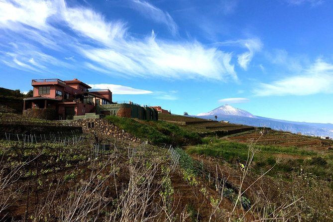 Mount Teide and Tenerife North with Food & Wine Tasting Private Tour - Down into the north: La Orotava valley, pine fog, and vineyard roads